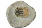Long-Spined Thysanopeltis Trilobite - Bigaa, Morocco #362808-1